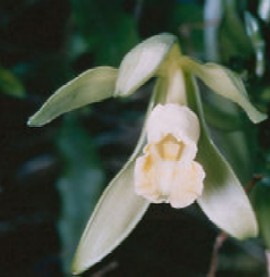 vanilla planifolia